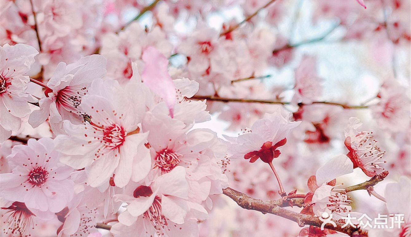 🌸随手拍，小区里的春天