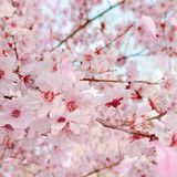 🌸随手拍，小区里的春天