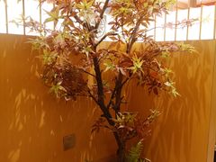 -胜博殿日式炸猪排(悠唐店)