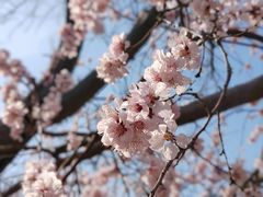 -桃花堤公园