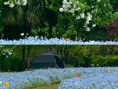 -上海滨江森林公园