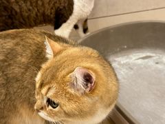 -Let's go狗咖·猫咖·奶狗·桌游(春熙路IFS店)