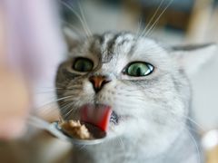 -平行世界·猫咖(首经贸店)