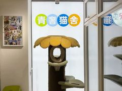 -青奢宠物·青奢猫舍