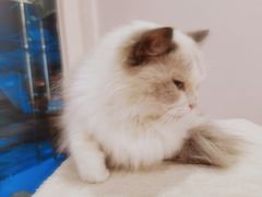 -猫咪派对(江南西店)