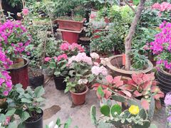 -秦美花卉(天朗·莱茵小城2期店)