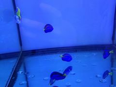 -中环花鸟鱼虫市场