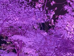 -西北湖绿化广场