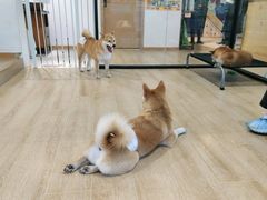 -南京Hallo宠物乐园·哈罗犬舍·柴犬繁育基地