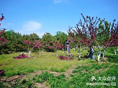 -永定河休闲森林公园