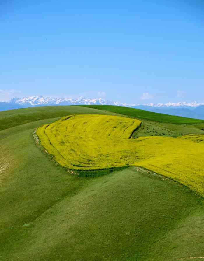 琼库什台紫花坡