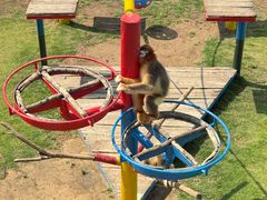 -西霞口神雕山野生动物世界