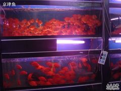 -山东柏宁水族批发广场