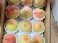 -南汇新场正宗水蜜桃采摘