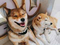 -柴务处·柴犬主题狗咖