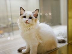 -飞行喵MR PILOT|猫舍·猫咖(静安大融城店)
