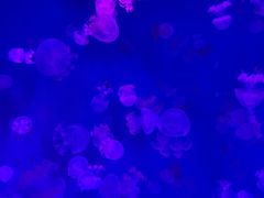 -芜湖新华联大白鲸海洋公园