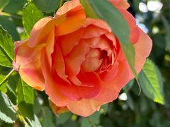 -CoCo都可(嘉定日月光店)