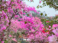 -莲花山公园