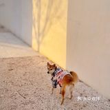 【太阳宫安馨花园】不用去郊区也有大草地