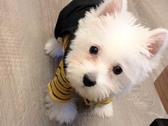 -翊宠yipet猫狗购宠庄园犬舍•猫舍