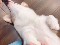 -柯斗斗主题餐厅·狗咖·围炉煮茶·茶饮(国瑞升平里店)