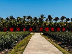 -亚龙湾国际玫瑰谷