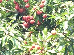 -麦当劳(金稻田路餐)