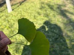 -长白岛森林公园