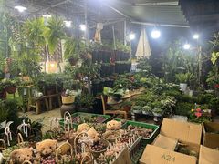 -循礼门鲜花花市(武汉循礼门店)