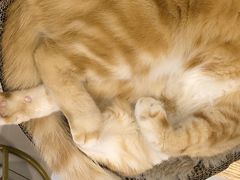 -平行世界·猫咖(首经贸店)