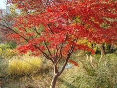 -昆山城市生态森林公园