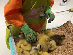 -怪兽屋·羊驼·猫咖·狗咖(俊华广场店)