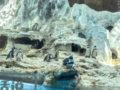 -帝企鹅自助餐厅•儿童岛•真企鹅(长隆企鹅酒店)