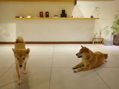 -柴务处·柴犬主题狗咖