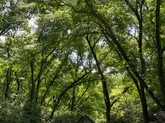 -上海共青森林公园