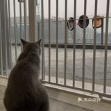 繁华地段一个撸猫好地方