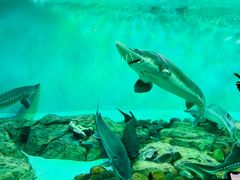 -太平洋海底世界