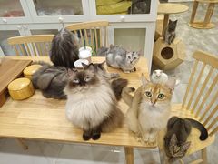 -楼上猫咖(罗湖店)