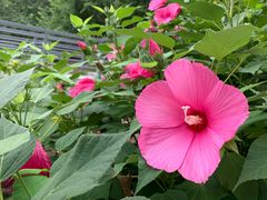 -大兴滨河森林公园