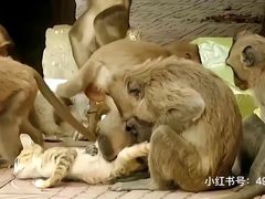 -昆明动物园