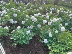 -洛阳市隋唐城遗址植物园