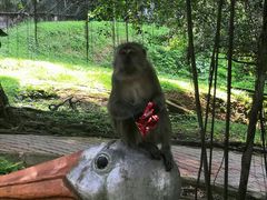 -吉隆坡雀鸟公园