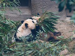 -成都大熊猫繁育研究基地