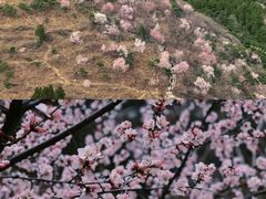 -香山公园