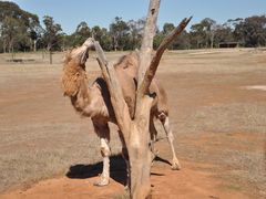 -威勒比开放式动物园