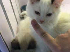 -喵的天空名猫咖啡馆·撸猫·猫舍·用品