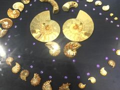 -青岛贝壳博物馆