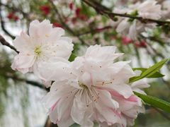 -苏堤停车场