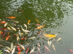 -苏州文庙(姑苏区)
